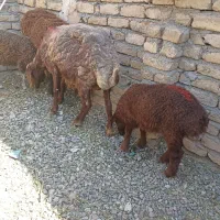 میش بابره فروشی