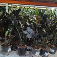 زامیفولیا سوپر بلک