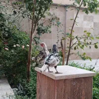 سیبرایت
