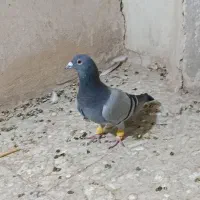 کبوتر سبز نر آلمانی صید شب