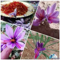 فروش انواع برنج هاشمی شمال+ زعفران اصل درجه1|خوردنی و آشامیدنی|تهران, تجریش|دیوار