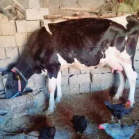 گاو هلشتاین اصل