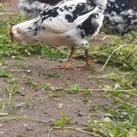 برهما و گلین