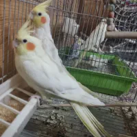 عروس هلندی لوتینو