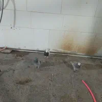 کبوتر|پرنده|امیدیه, |دیوار