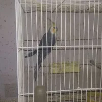 5عروس هلندی نر