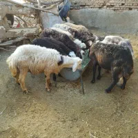 میش بره۶عدد(بره ها نر)|حیوانات مزرعه|بروجرد, |دیوار