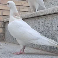 کفتر طوقی گمشده