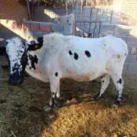 گاو و گوساله شهداد|حیوانات مزرعه|کرمان, |دیوار