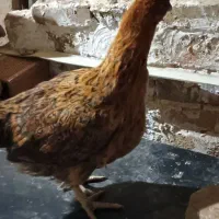 جوجه محلی ۴ ماهه|حیوانات مزرعه|آبیک, |دیوار