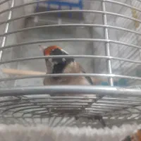 فروش یک سهره کت انداز