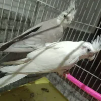 پرنده