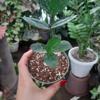 گل آپارتمانی|گل و گیاه طبیعی|تالش, طولارود|دیوار