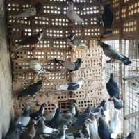 ۳۲عدد حیوون قلدور پرشی|پرنده|فریمان, |دیوار