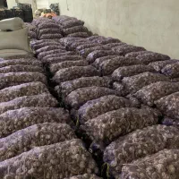 سیر بذری گوگان