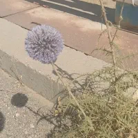 فروش حواله تارا دستی v1 6