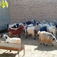 بز بزغاله بره میش|حیوانات مزرعه|جوادآباد, |دیوار