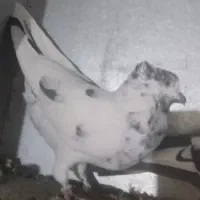 نرجوزی کاکلی درشت وپرشتی|پرنده|بروجرد, |دیوار