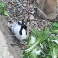 خرگوش|موش و خرگوش|ایذه, |دیوار