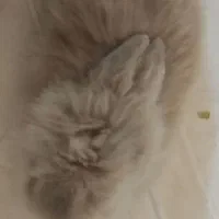 خرگوش لوپ