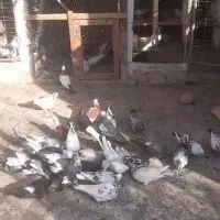 کبوتر|پرنده|آق قلا, |دیوار