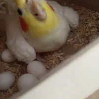 جفت عروس هلندی و کوتوله معاوضه|پرنده|مشهد, سجاد شهر|دیوار