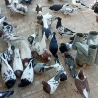 پرنده|پرنده|کوهسرخ, |دیوار