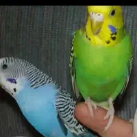 مرغ عشق نروماده دم تخم