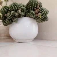 گل طبیعی کاکتوس