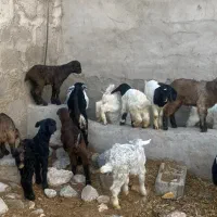 ۱۸عدد کهره نرماده کردی اصیل همه دوقلو و بره شیری|حیوانات مزرعه|کرمان, |دیوار