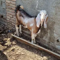 بزغاله نر