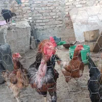 مرغ و خروس وجوجه