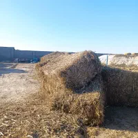 برگ نی شکر جایگزین پخل