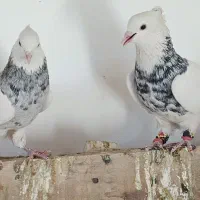 ۲ عدد طوقی سور هفت رنگ خوشگل کلاه میخ پریده|پرنده|رفسنجان, |دیوار