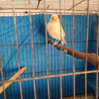 قناری نر جوان