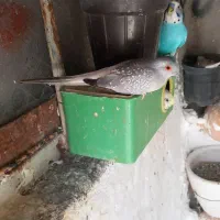 کبوتر خانگی چینی