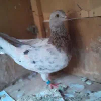 ماده سرور
