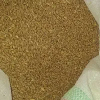 بذر گندم تریتیکاله و گندم مرغی