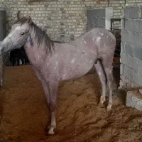 کره مادیون نوه تاراج۲۰۰۰۰۰۰۰۲|اسب و تجهیزات اسبسواری|اصفهان, فرودگاه شهید بهشتی|دیوار