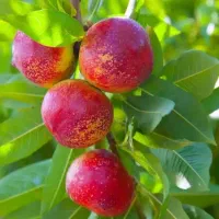 فروش نهال شلیل فانتازیا پربار