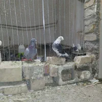 کفتر گراف سرور|پرنده|تربت جام, میان جام|دیوار