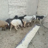 8راس بره نروماده|حیوانات مزرعه|فسا, |دیوار