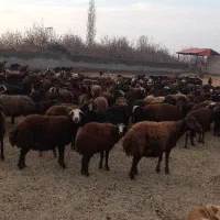 گوسفند (میش و بره )