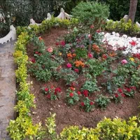 گل و گیاه خدمات کاشت گل باغبانی در تمام نقاط تهران
