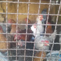 مرغ وخروس تخچه