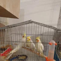 عروس هلندی