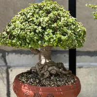 بنسای جید خرفه|گل و گیاه طبیعی|تهران, بهارستان|دیوار