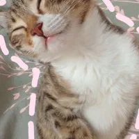 واگذاری گربه