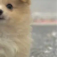 پامر 2 ماهه سایز ریز عروسکی واگزاری|سگ|کرج, عظیمیه|دیوار