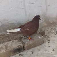 کبوتر پرشی صید